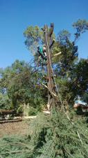 tree felling