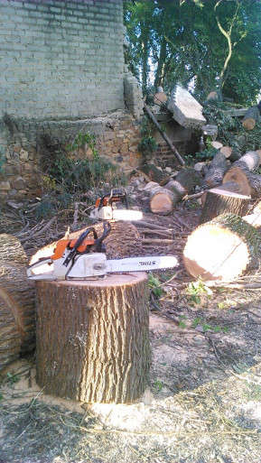 tree-felling4_3