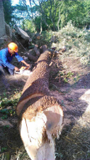 tree felling